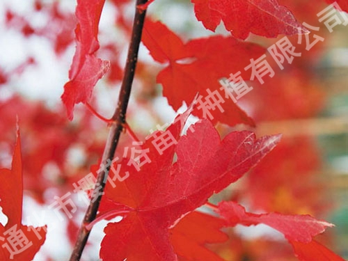 美國紅楓(秋火焰)